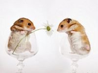 pic for Mouse Flower